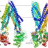 X-ray structures of nucleotide-free Pgp and nucleotide-bound MsbA.