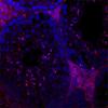 H1fnt (red) and DAPI (blue)