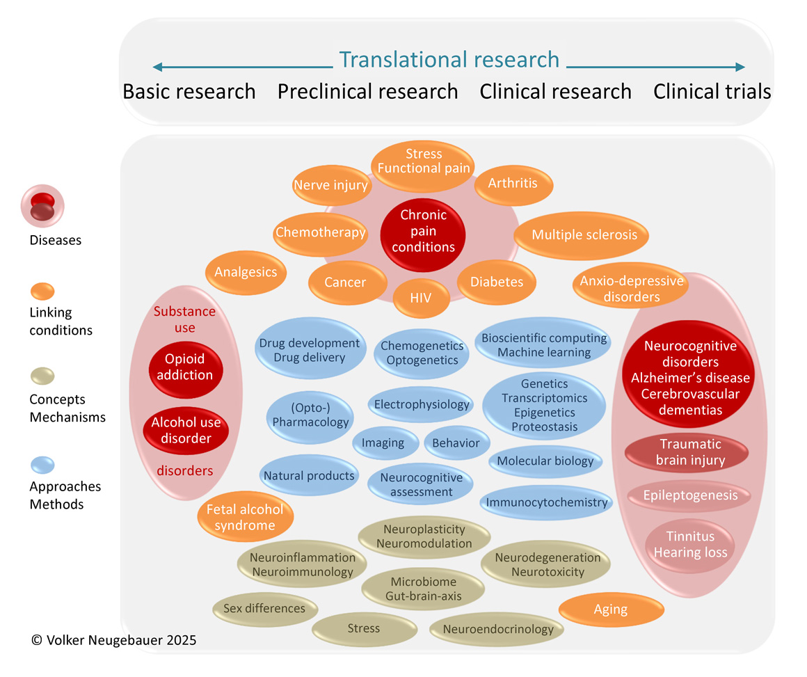 Diagram explaining the concept of translational research as a link between basic research and clinical studies. Illustrated below are areas of interest and expertise held by Center of Excellence for Translational Neuroscience and Therapeutics members, including diseases centered on chronic pain, substance use disorders, neurocognitive and neurodegenerative diseases, and other neurological and psychiatric conditions. Also illustrated are overarching research themes and linking concepts as well as experimental approaches and technologies used in our research pursuits.