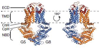 crystal-structure-of-ABCG5-ABCG8-solved-in-lipid-bicelles