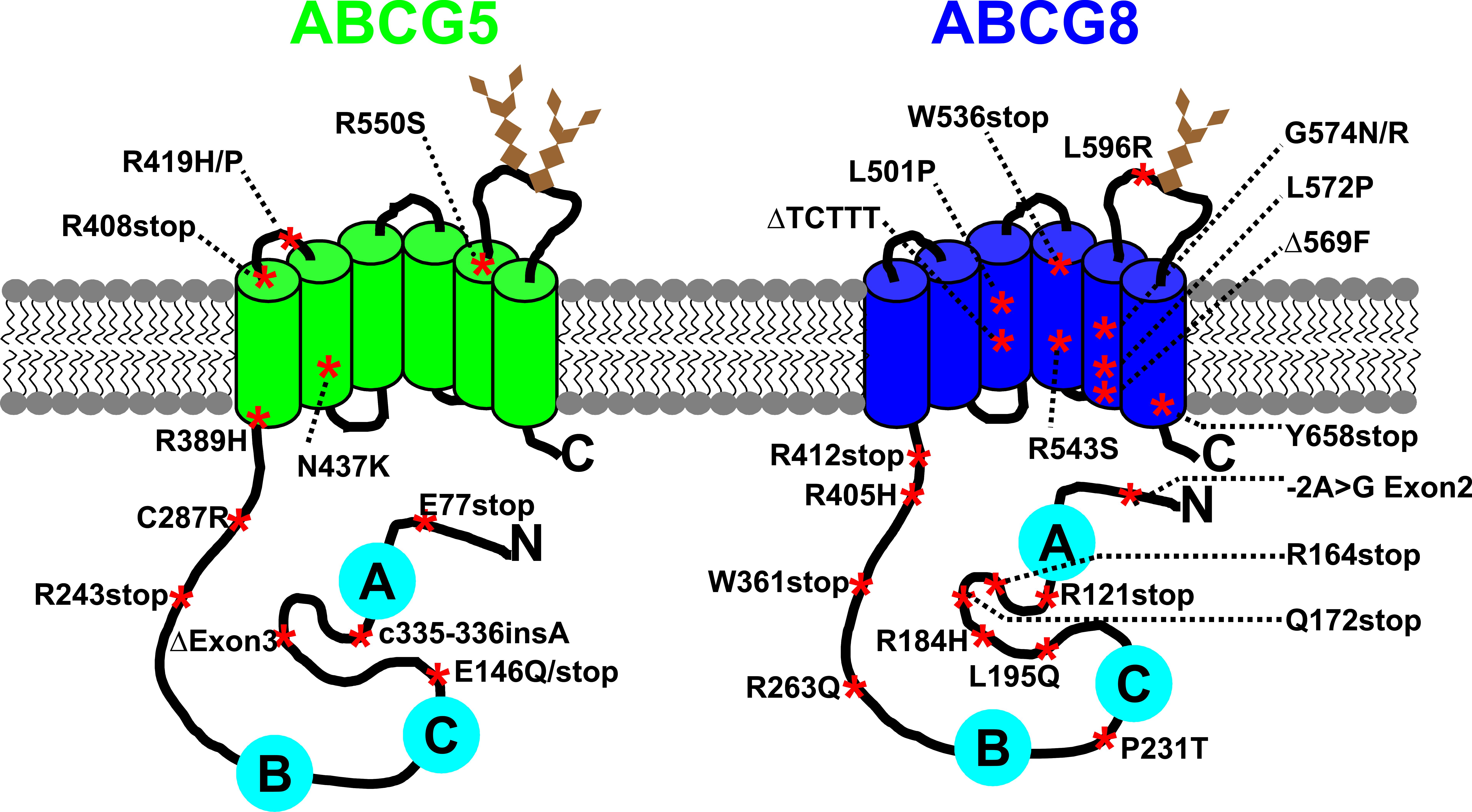 putative-topology-of-ABCG5-and-ABCG8-with-mutations-known-to-cause-sitosterolemia