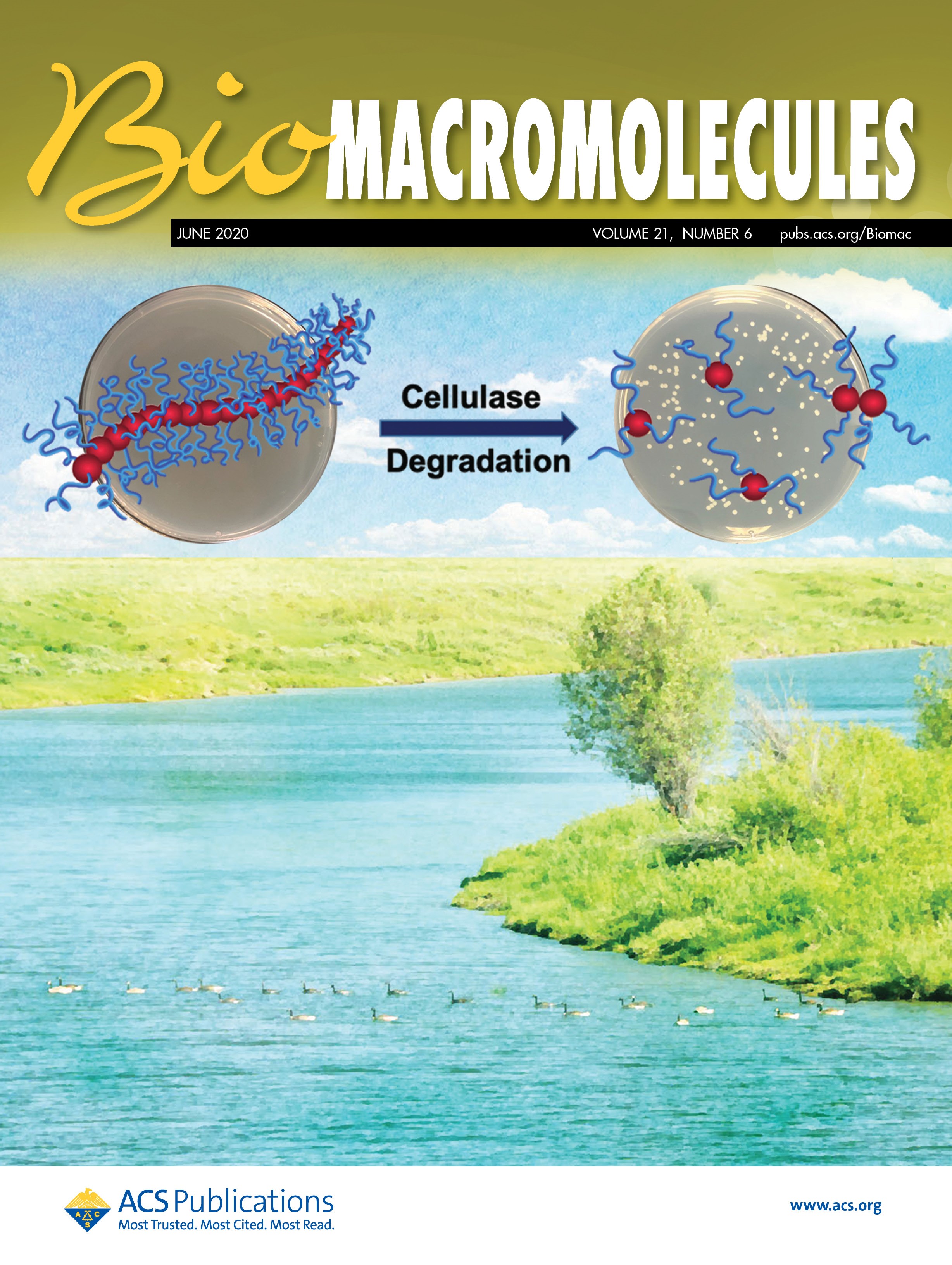 Cover image: BioMacromolecules BioMacromolecules volume 21 number 6