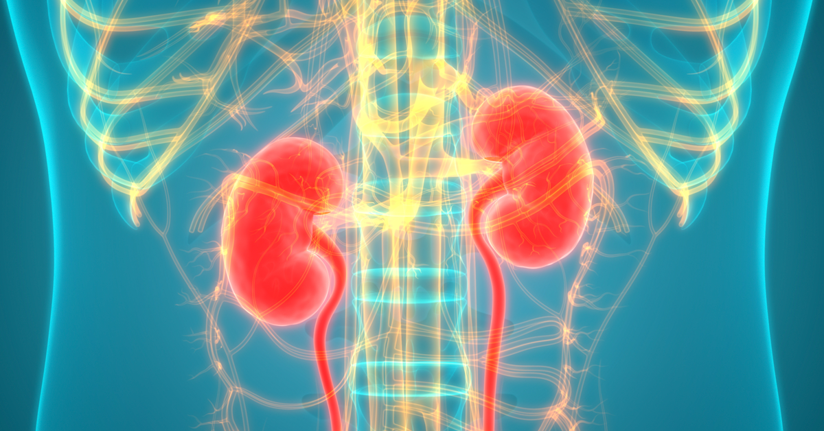 Human anatomy image of the kidneys highlighted