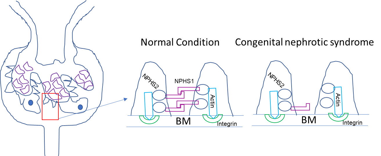 Figure 1: Schematic representations of kidney glomerulus and slit-diaphragm filtration barrier between foot process of podocyte cell.