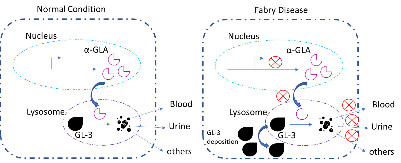 Figure 2: Schematic representations of mechanism of Fabry 