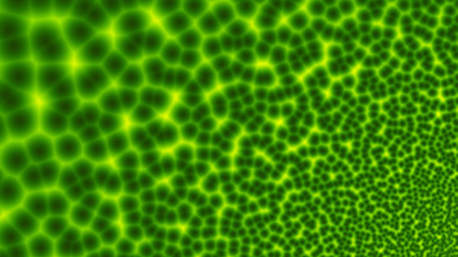 The Nikon TiE confocal microscope can enlarge images 6,000 to 10,000 times larger than what can be seen with the naked eye.