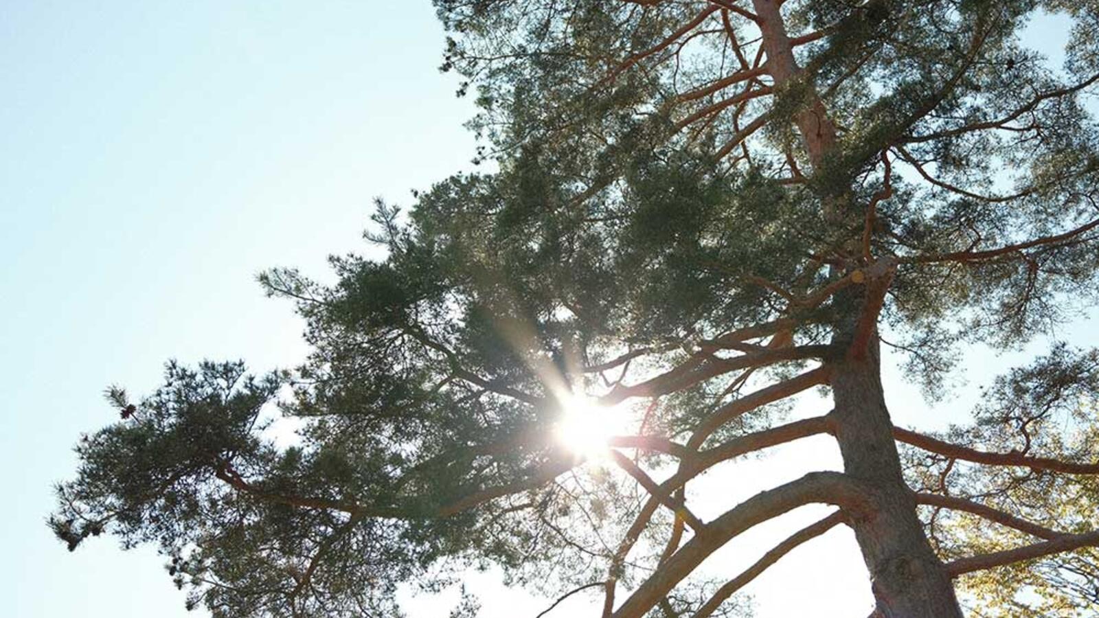 summer sun image