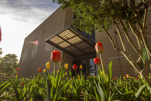 Red and yellow tulips blooming in front of a Texas Tech University Health Sciences Center building