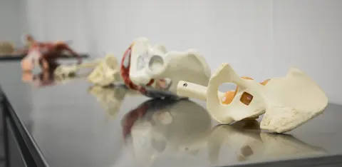 Anatomical prosection storage area with prepared cadaveric specimens and laboratory equipment.