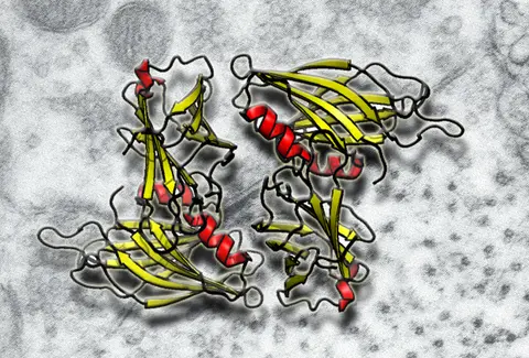Molecular structure of human synaptotagmin C2 domains.