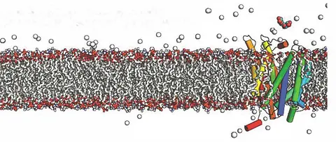 Illustration of a biological membrane (lipid bilayer) with several proteins embedded across it and water molecules surrounding it.