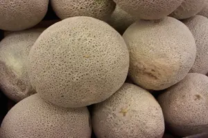 While the bacteria is located on the outside of the cantaloupe, the edible part of the fruit is easily contaminated.