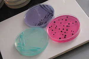 Jezierski is making science cleaner with 20 Petri dish and blood cell soaps.