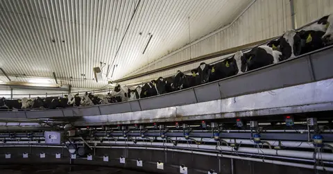 cows at a dairy farm 