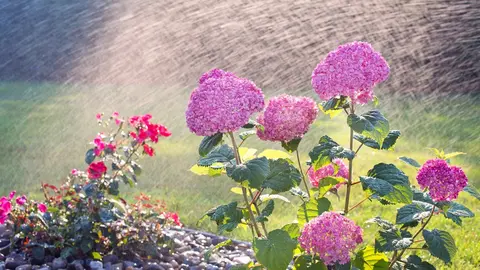flower garden