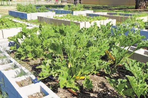 MERCY Community Garden