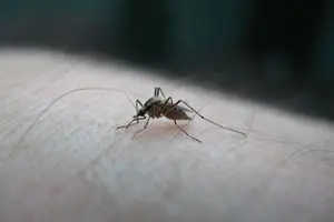 The West Nile virus is transmitted to humans through the bite of an infected mosquito. 