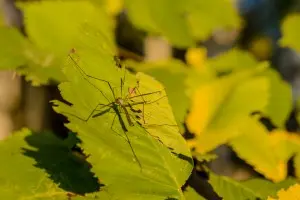 daily-dose/images/mosquito2-300x200.jpg
