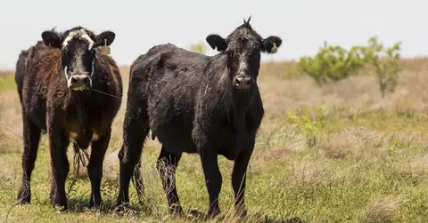 cows in a pasture