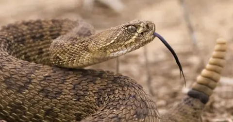 Rattlesnake