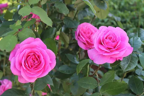 Rose bush