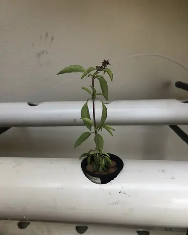 produce grown from the Hydroponics system built by the TTUHSC school of medicine